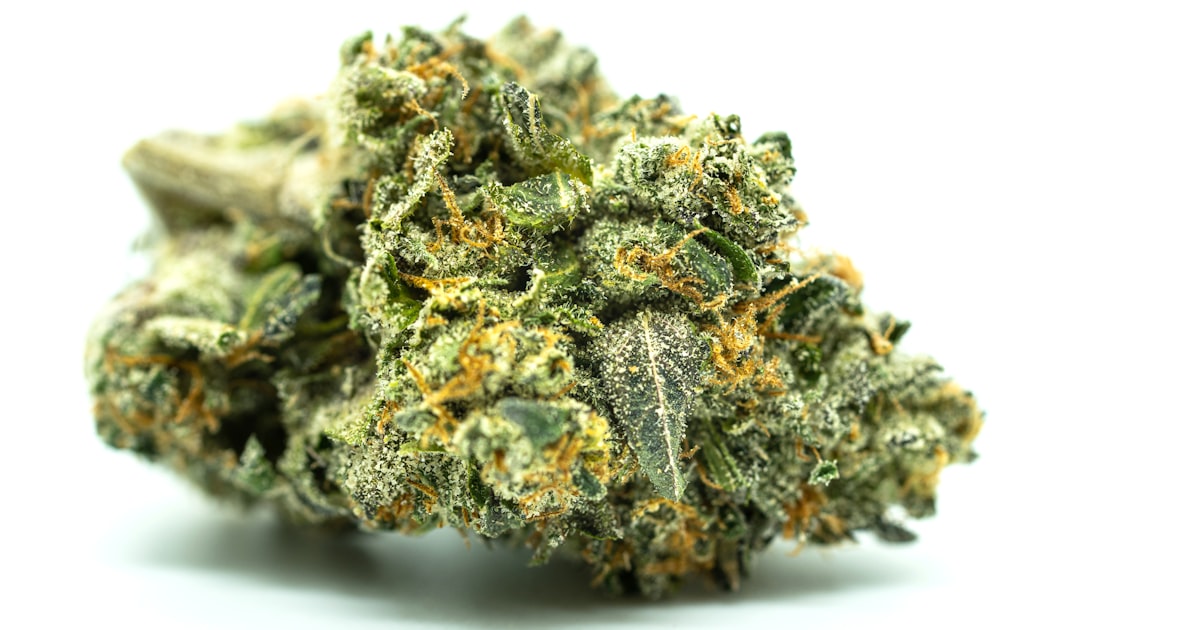 Indica vs Sativa vs Hybrid: Choosing the Right Cannabis Strain