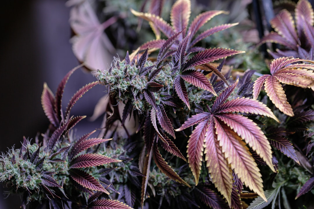 Girl Scout Cookies cannabis strain — colorful purple and green buds