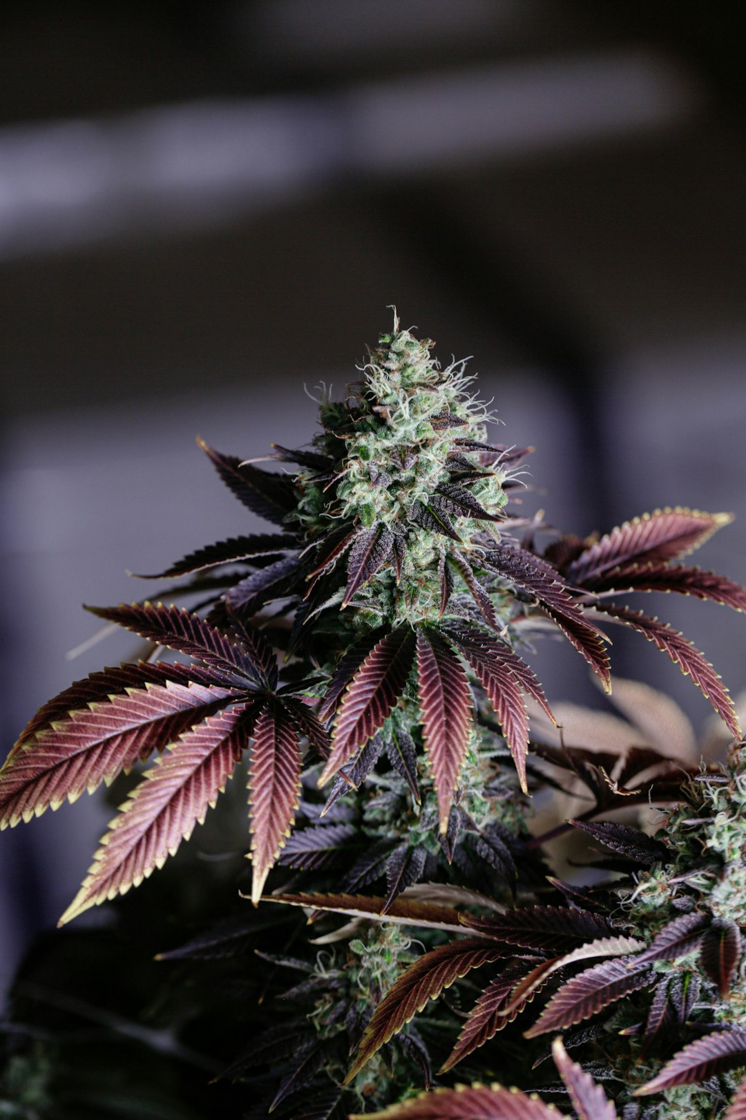 Granddaddy Purple cannabis strain — deep purple buds with orange hairs